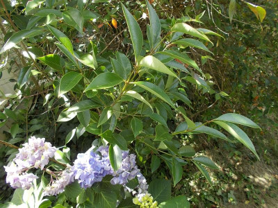 Ligustrum immergrün Blätter.JPG