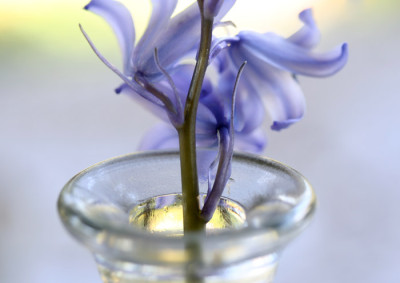 Hyacinth.hisp.-im-Glas.jpg