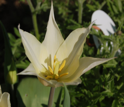 Lilienblutige_Tulpe_west_Point_T1_1132_95.jpg
