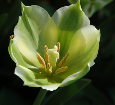 Viridiflora-Tulpe_Spring_Green_M_1075_95.jpg