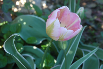 Viridiflora_Tulpe_Chinatown_K_1316_92.jpg