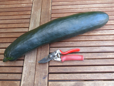2018-06-30 Zucchini.jpg