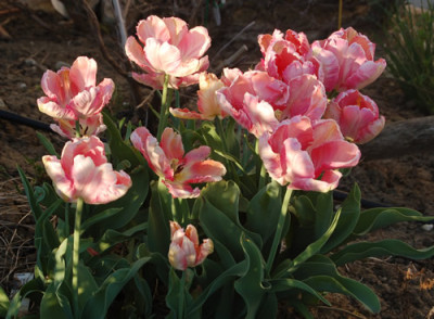 Papagei-Tulpen_Apricot_Parrot_S3_1267_86.jpg