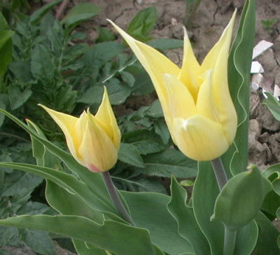 Lilienblutige_Tulpe_West_Point_T1_25065_87.jpg