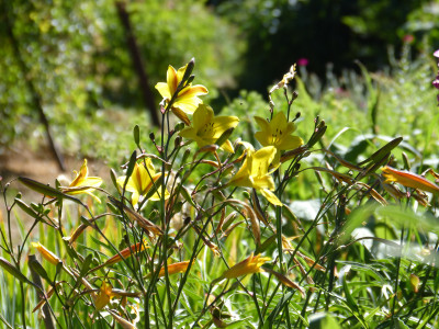 2018-06-30 Gartenimpressionen 1.jpg