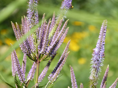 2018-06-30 Gartenimpressionen 2.jpg