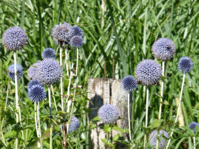 2018-06-30 Gartenimpressionen 3.jpg