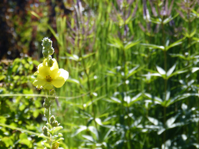 2018-06-30 Gartenimpressionen 4.jpg