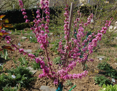 Chin._Judasbaum_Avondale_R_1124_67.jpg