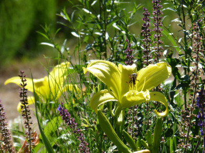 2018-06-30 Gartenimpressionen 7.jpg