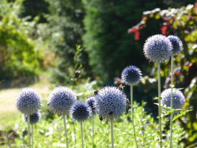 2018-06-30 Gartenimpressionen 8.jpg