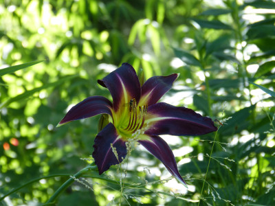 2018-06-30 Gartenimpressionen 9.jpg