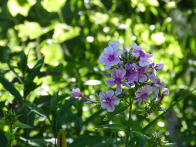 2018-06-30 Gartenimpressionen 10.jpg
