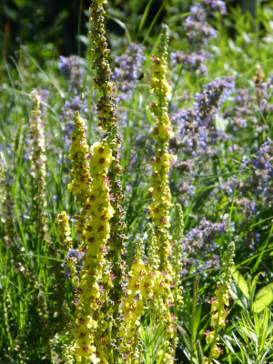 2018-06-30 Gartenimpressionen 12.jpg