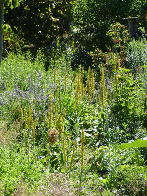 2018-06-30 Gartenimpressionen 13.jpg