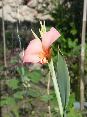 2018-06-30 Canna glauca 'Erebus'.jpg