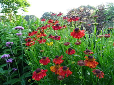 Helenium 'Moerheim Beauty' 2018.JPG