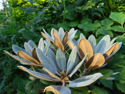 Rhodo yak x pachysanthum  2018.JPG