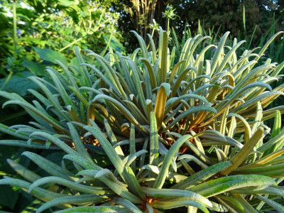 Rhodo makinoi nieuwe groei 2018.JPG