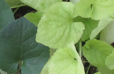 V.o. Detail.jpg