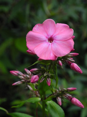 Phlox paniculata 'Württembergia' (Osten) 2017-07-05 01.jpg.JPG