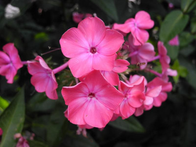 Phlox paniculata 'Rijnstroom' (vermutlich) (Süden) 06.08.2016 1.jpg.JPG