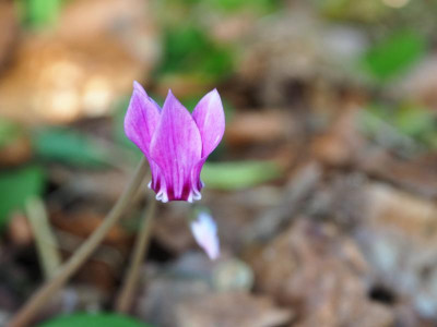 Cyclamen P7010268.JPG
