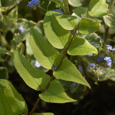 Cyrtomium_fortunei_var._clivicola.jpg