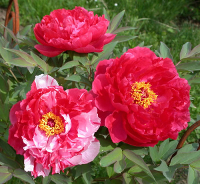 Shima-nishiki_K_26346_06_.jpg