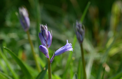 Hasenglockchen-170407.jpg