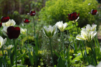 Queen-Spring-Green--Beet.jpg