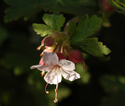 Geranium-Spessart.jpg
