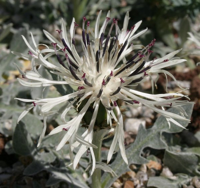 IMG_2412_eCentaurea_pindicola_Bluete.JPG