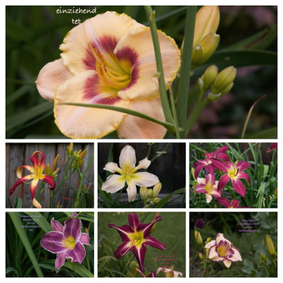 IMG_3458-COLLAGE.jpg