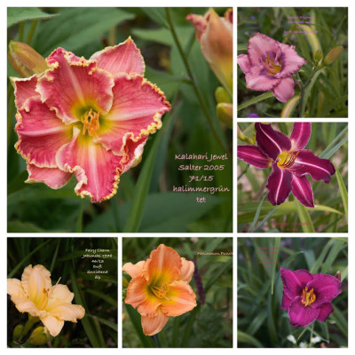 IMG_3481-2-COLLAGE.jpg