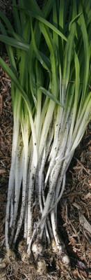 IMG_2397_eHyacinthoides_hispanica.JPG