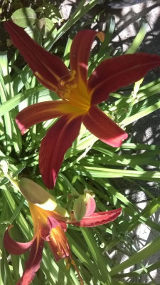 WP_20180701_008.jpg