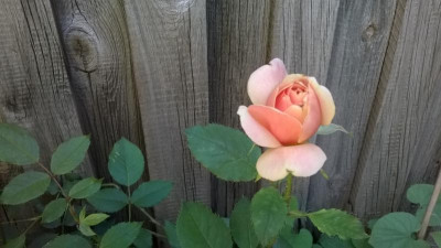 WP_20180701_017.jpg