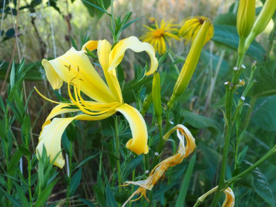 Debary Canary 2006 Stamile P7010308.JPG
