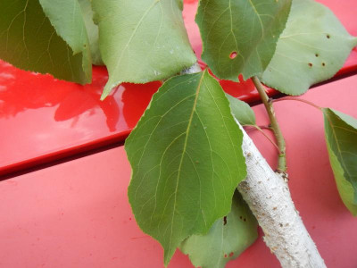 DSCN7890.JPG