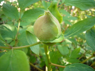 Knospe_Houtzou.jpg