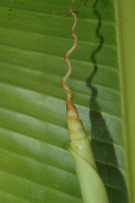 A2811_Large.JPG