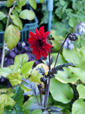 2018-07-01 Dahlia 'Bishop of Llandaff'.jpg