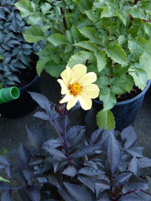 2018-07-01 Dahlia 'HS Party'.jpg
