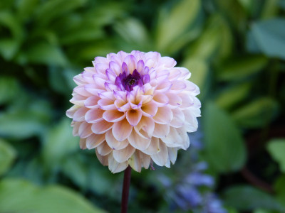 2018-07-02 Dahlia 'Wizard of Oz'.jpg