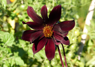 2018-07-02 Dahlia 'Dark Desire'.jpg