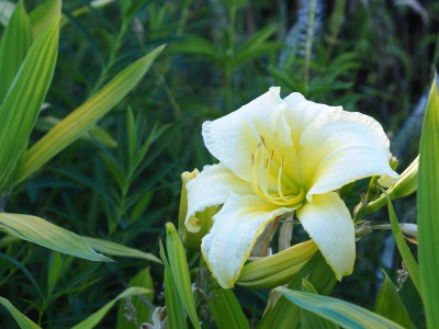 So Lovely 1969 Lenington P7010318.JPG