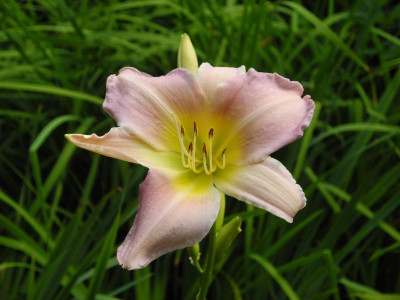 Hemerocallis 'Catherine Woodberry' 2017-07-07 01.jpg.JPG