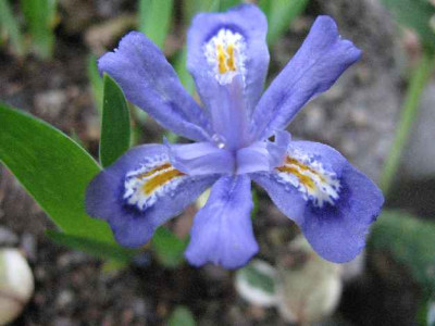 17.4.07._Iris_lacustris__046.JPG