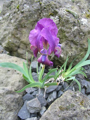 Iris_attica_ssp._knorbsii_fars_2007.jpg